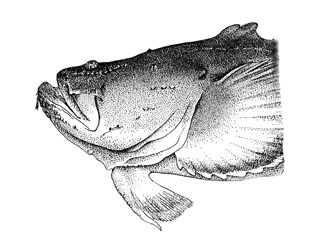 Half Point Bass...click to view larger version