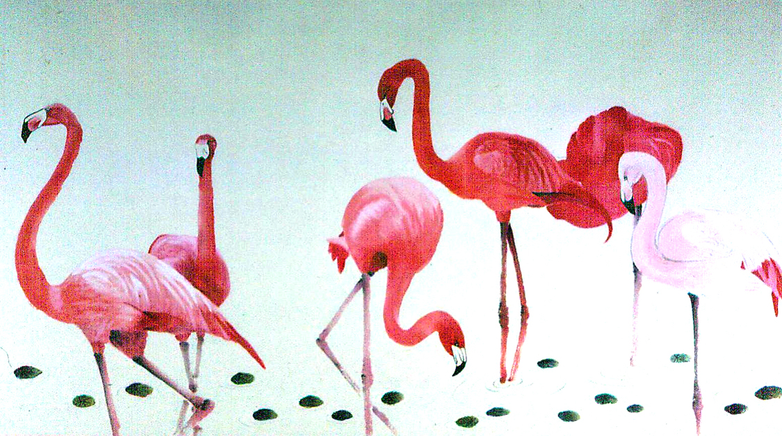 Flamingoes