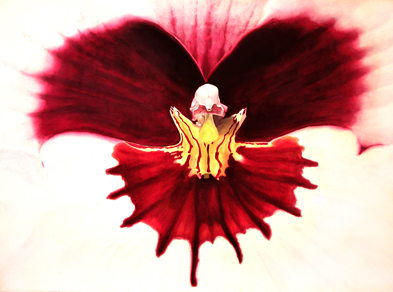 Click image for a larger version